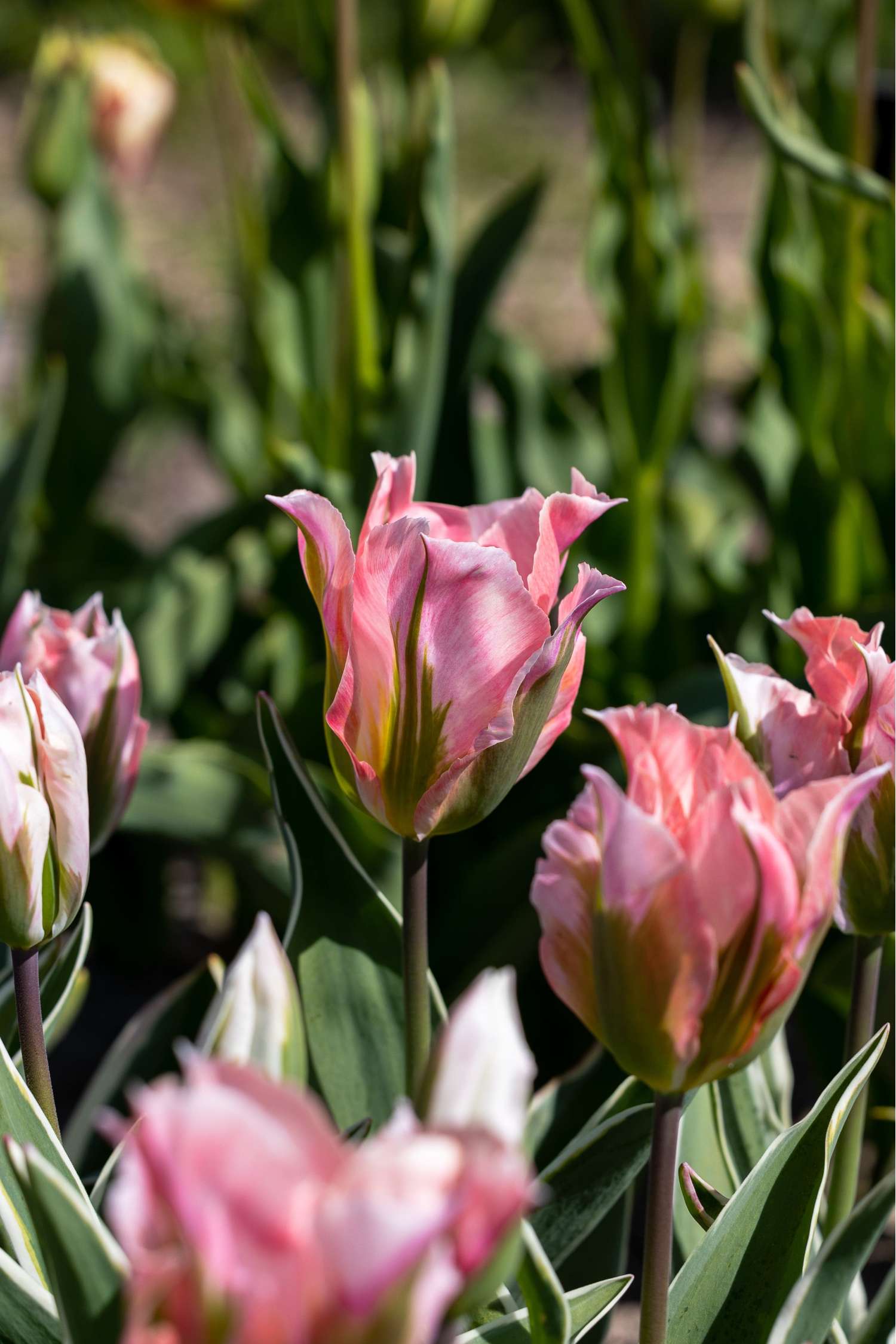 Tulipe 'China Town'